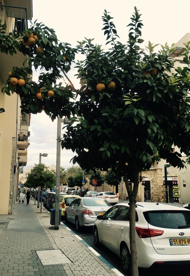 orange trees in Tel Aviv