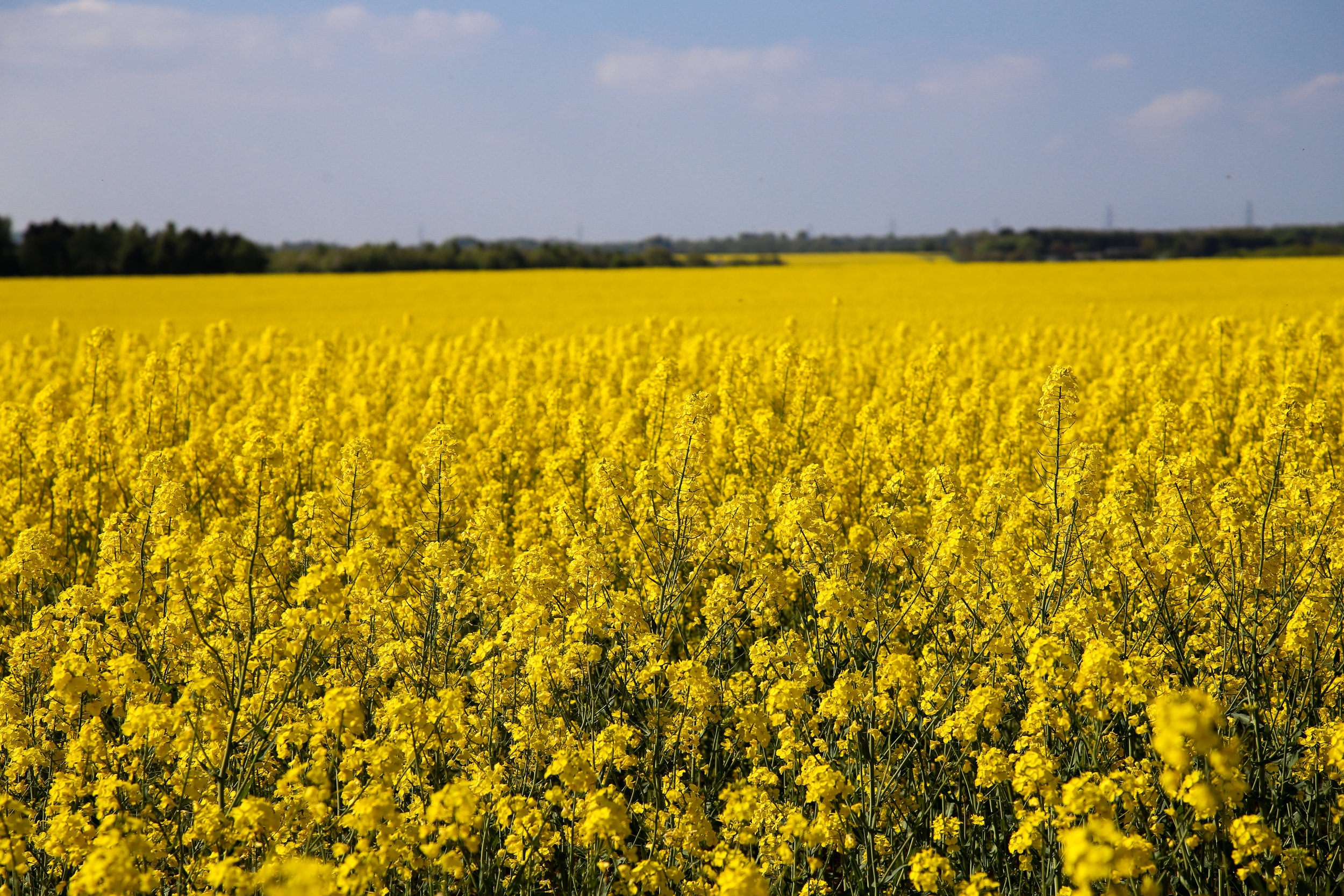 yellow field Cotswolds