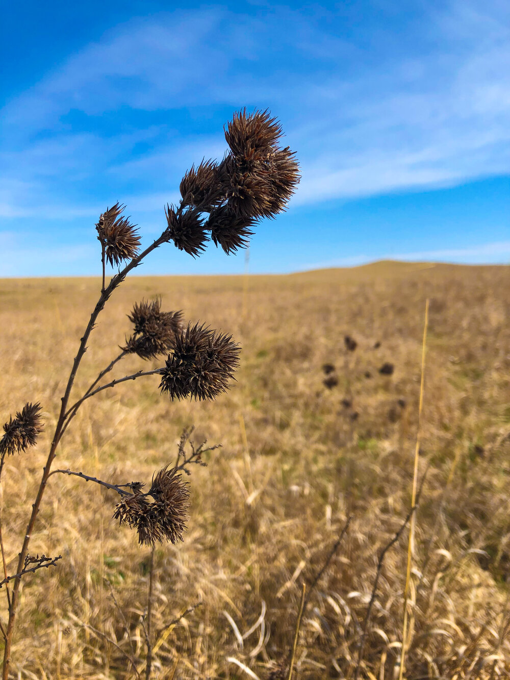 Tallgrass Prairie.jpg