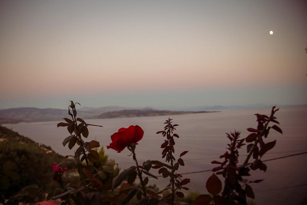 Corfu sunset flower