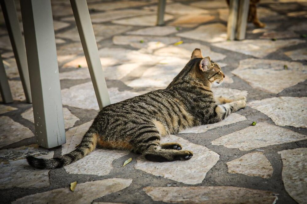 Corfu taverna cat