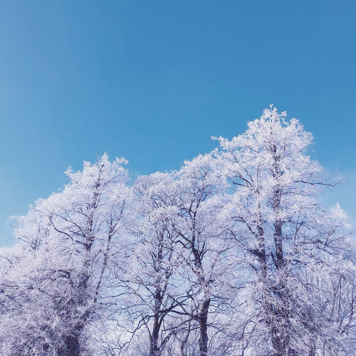 I can't say I've enjoyed this winter, but there have still been some magical moments mixed in. It's been one of the most beautiful winters in a long time - lots of sparkling frost and snow! Now there are daffodils shooting up everywhere, it's a teeen