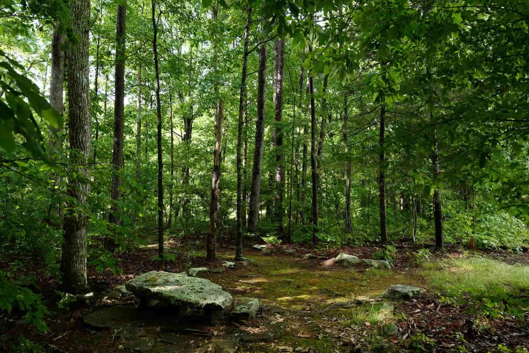 Wooded paths waiting to be explored.