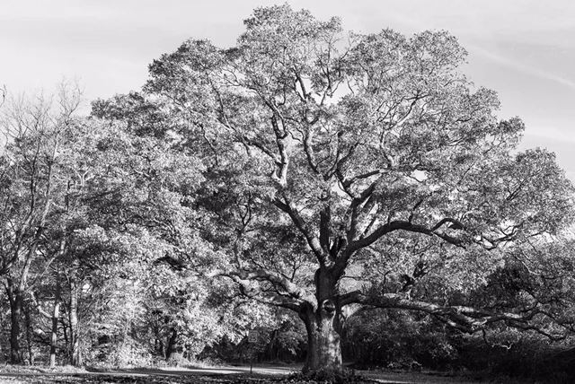 This old tree. Glastonbury, CT.