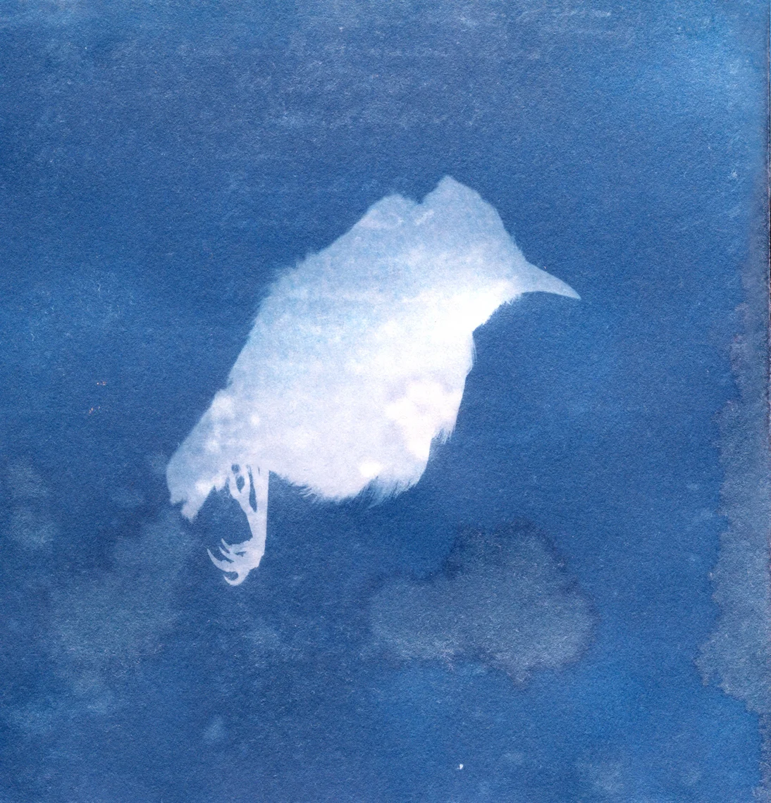 Oiseau cyanotype