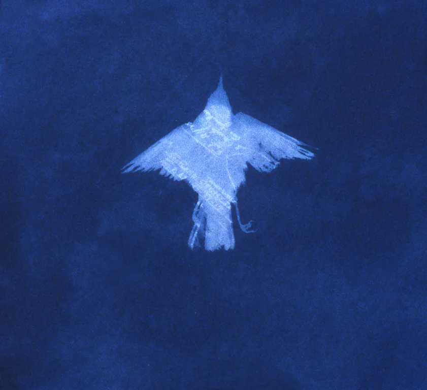 Oiseau cyanotype