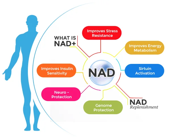 what-is-nad.jpg