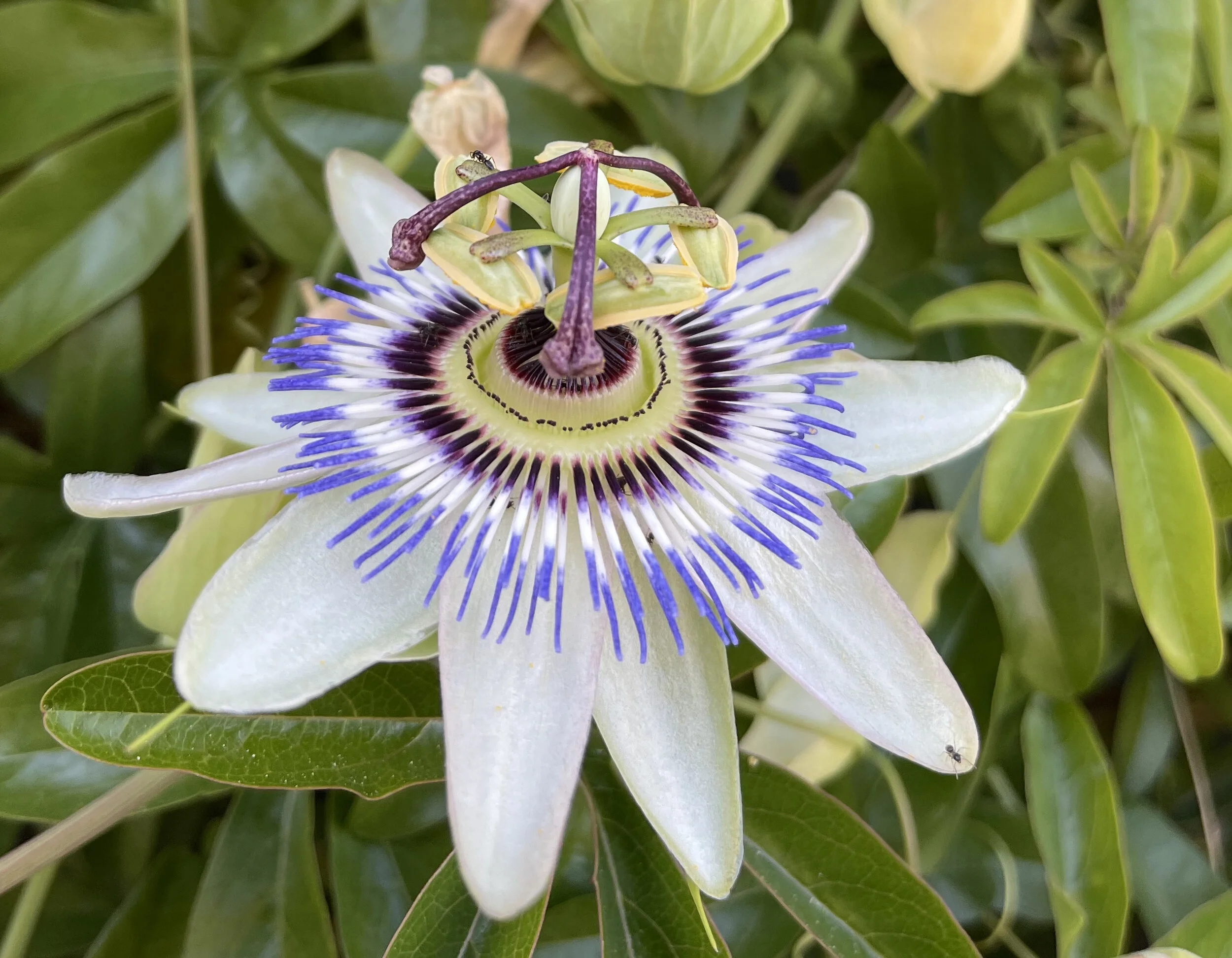 Neighborhood passionflower, one who is not afraid of doing her own thing!&nbsp; Summer 2021