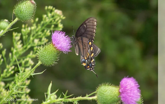 butterfly.jpg