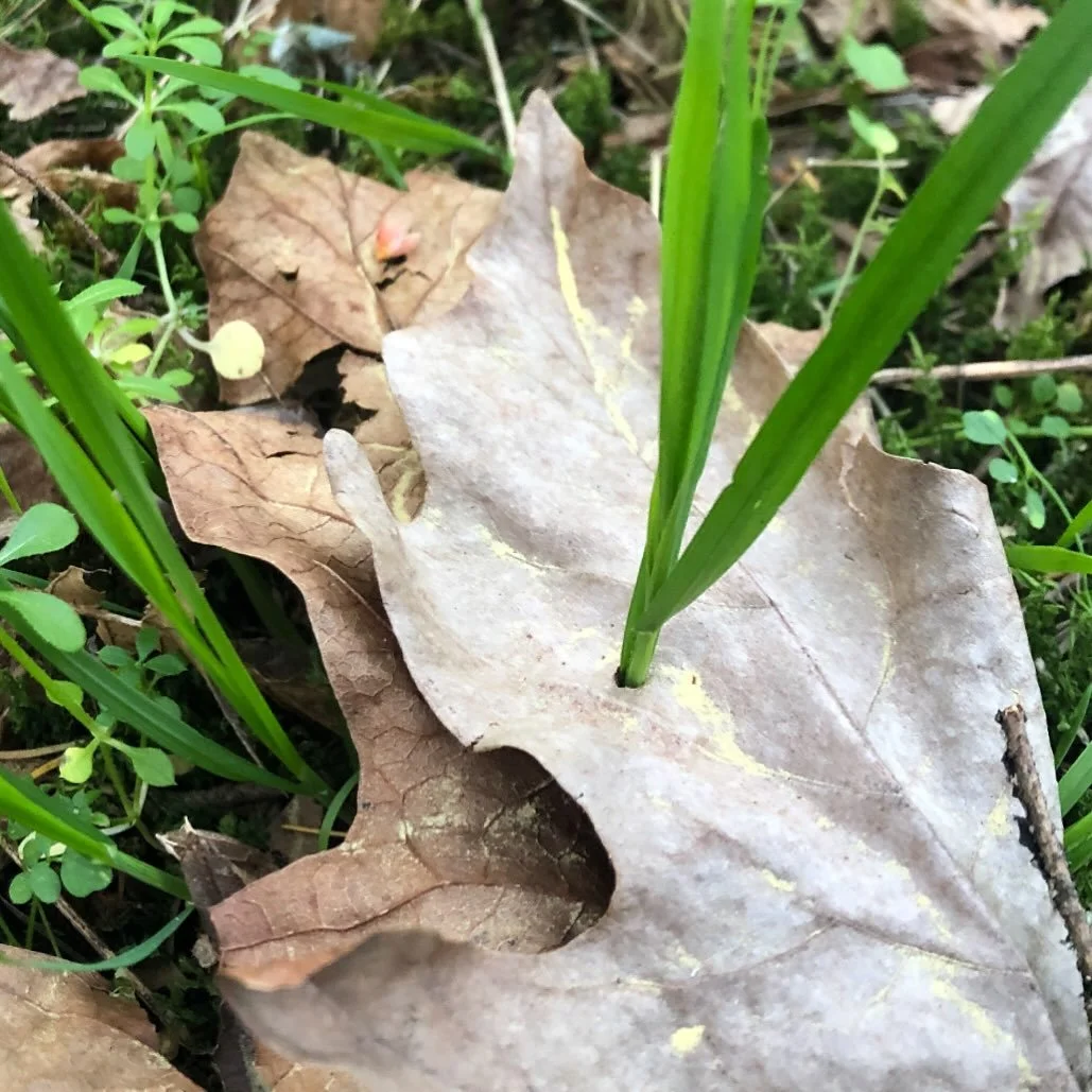 The time I saw LIFE grow straight through a dead leaf!

THE LESSON? 

Something good always breaks through what is bad. 

I took this photo while praying and meditating in the mountains near our house in Washington. I felt God prompt me to look down 