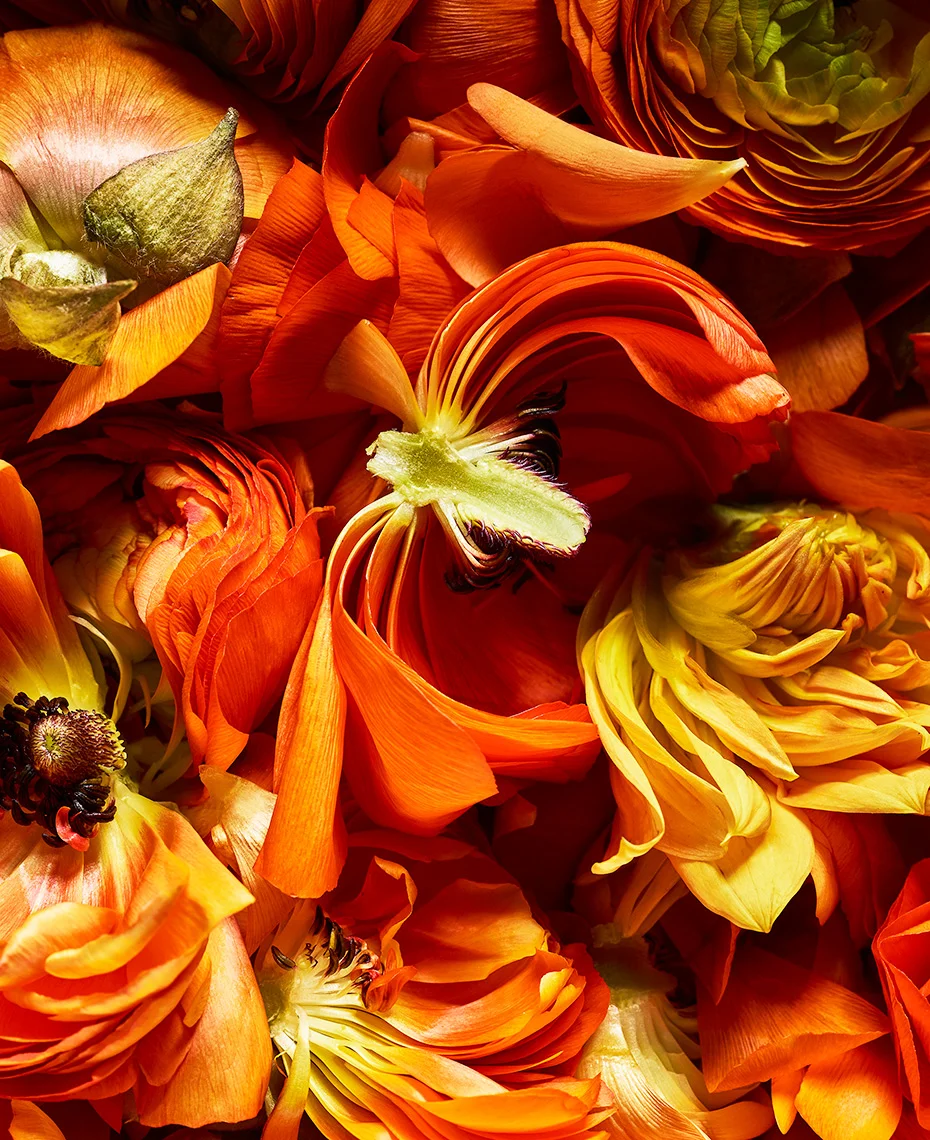 VX_RE_FLOWERS_20181206_Flower_Test58917.jpg