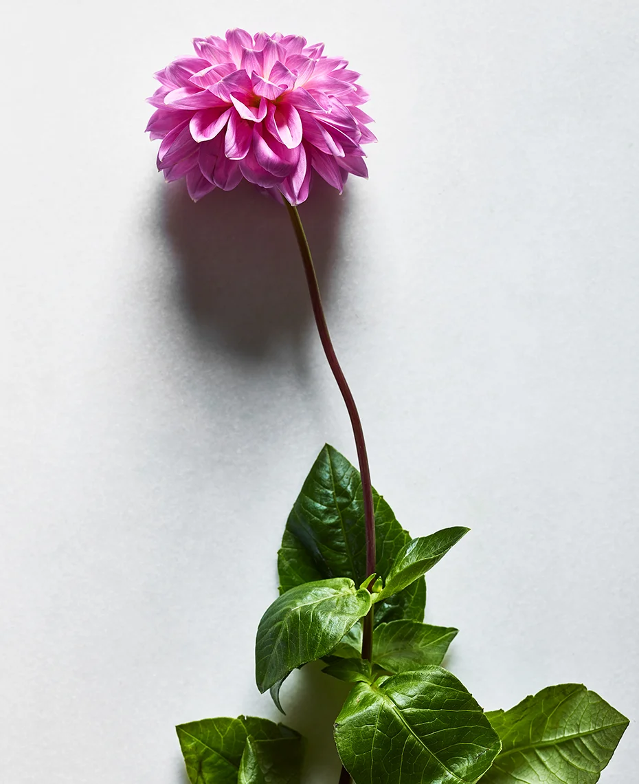 VX_RE_FLOWERS_20181206_Flower_Test58932.jpg