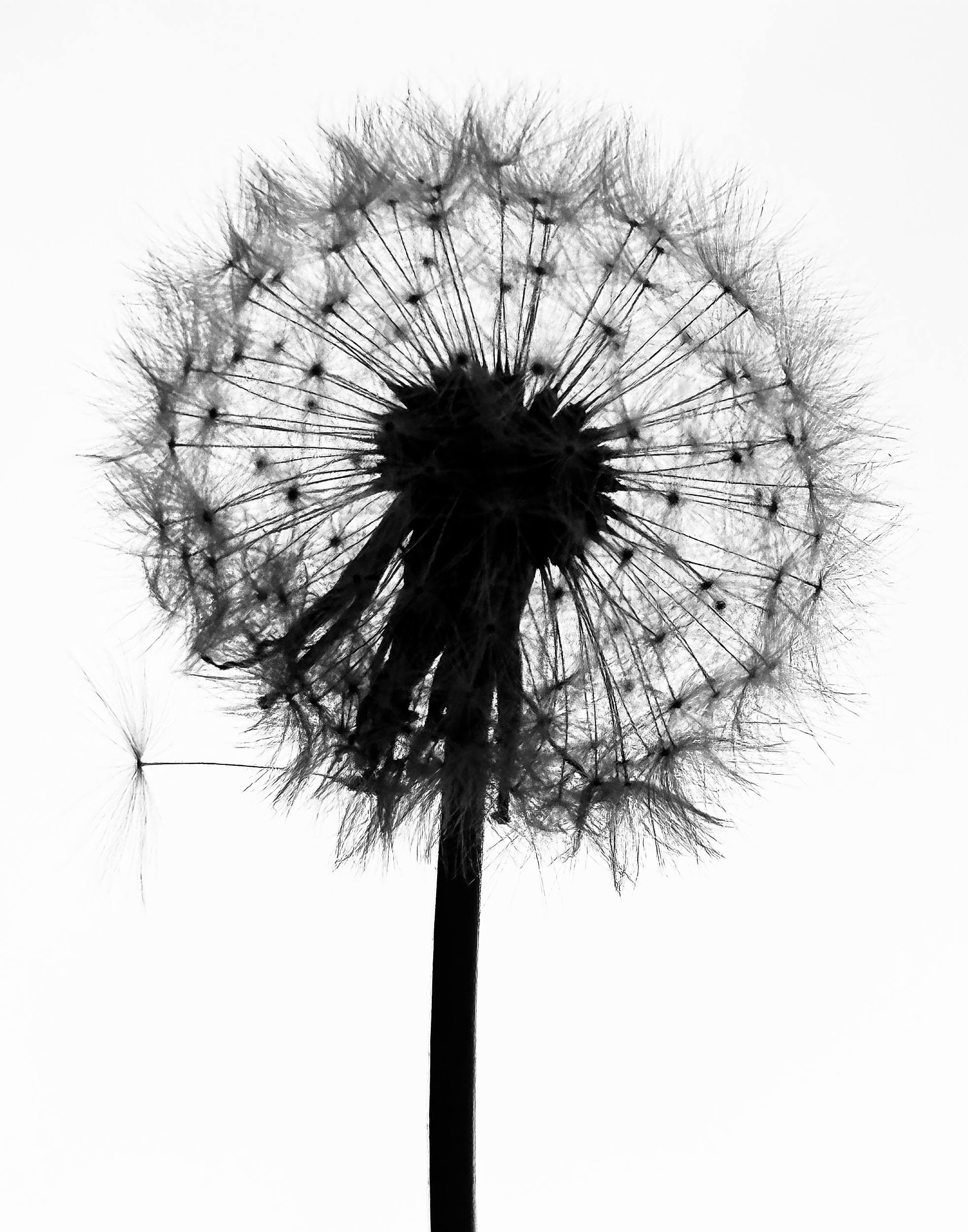 VX_RE_DANDELION_9DAE41E4-27DC-4C2C-83E9-99117BA0E43C-2.jpg