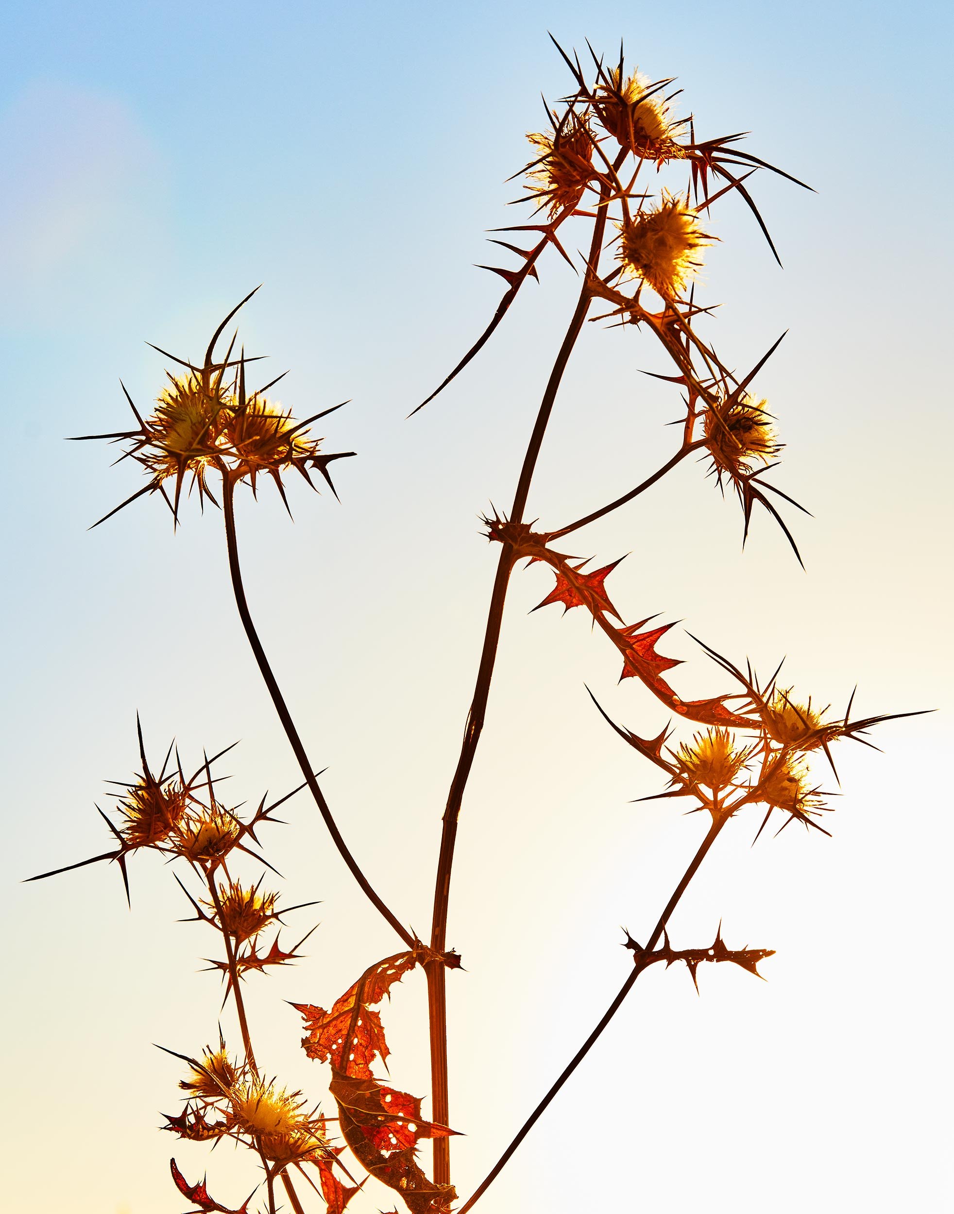 VX_RE_THISTLE_JORDAN_5_28_25_jordan_fragance_Paris_France8874.jpg