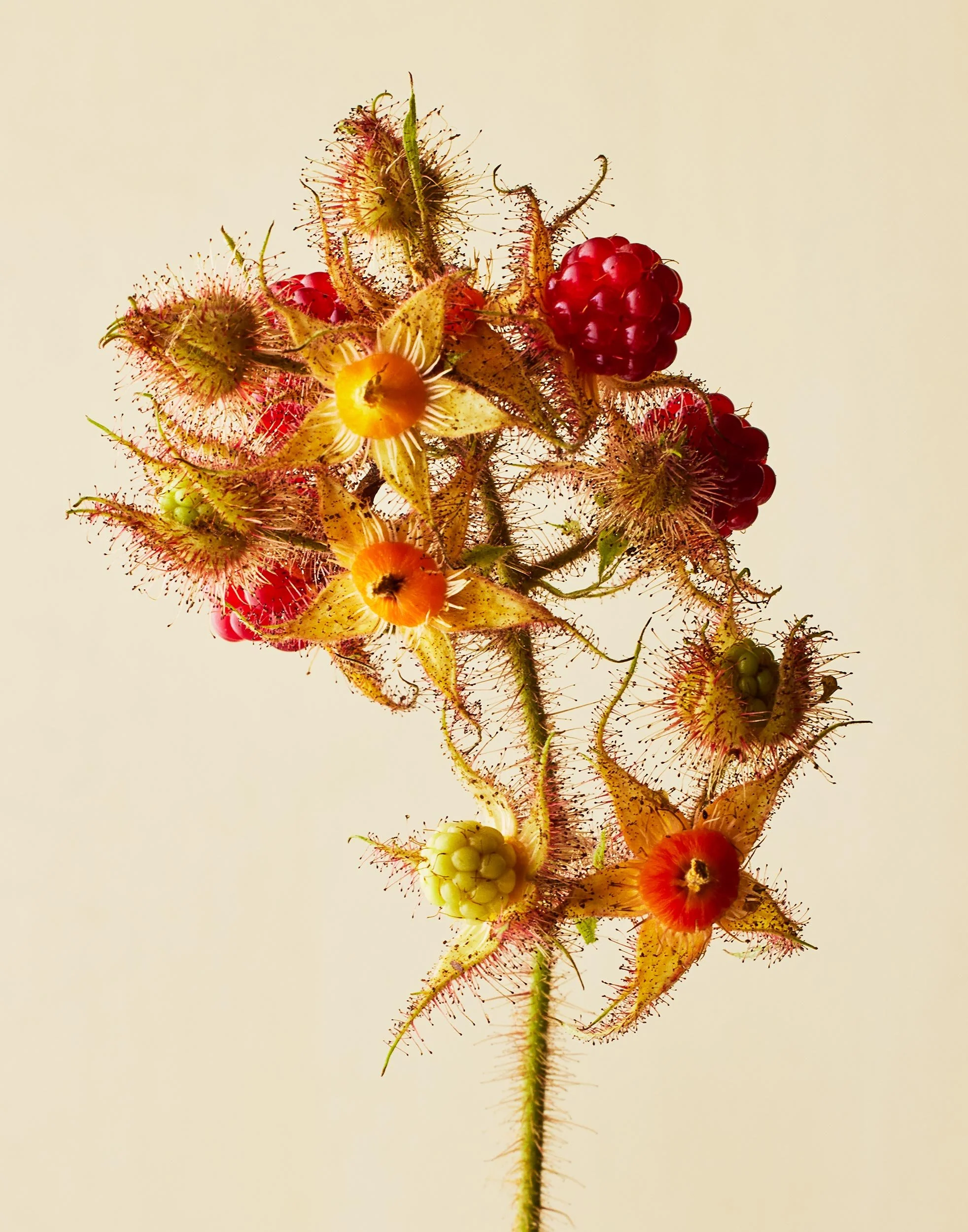 VX_RE_7-15-25_stillife_berries9846.jpg