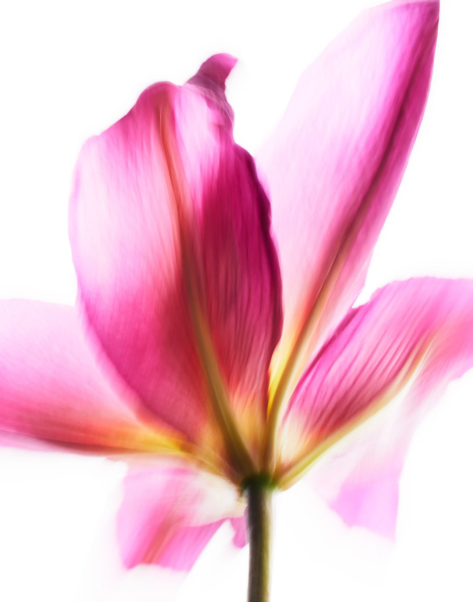 VX_RE_LILLY_IN_MOTION_7-15-25_stillife_9957.jpg