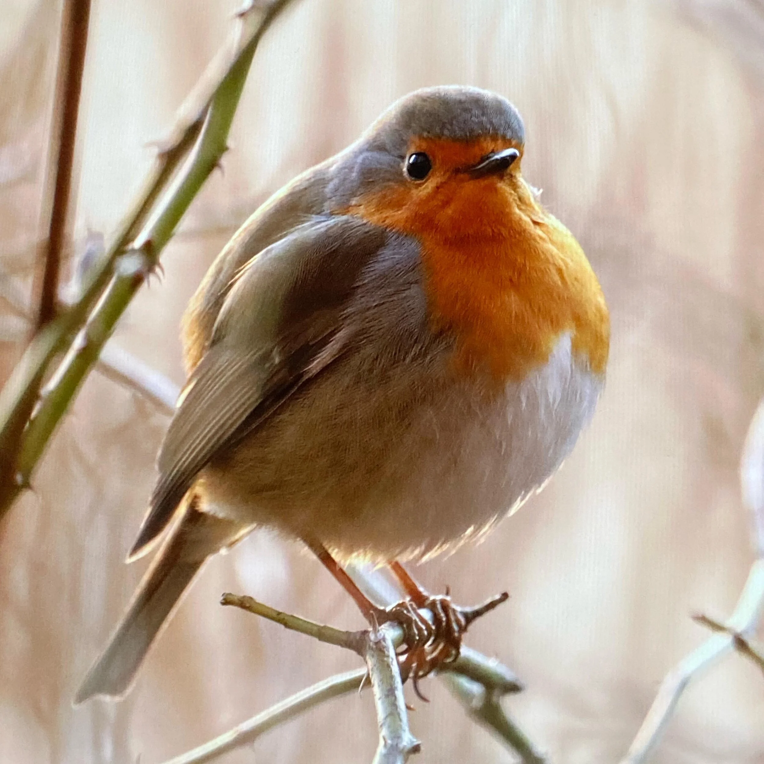 kleiner fr&uuml;hlingsbote&hearts;️
.
.
.
.
#rotkehlchen #rotkehlchenfotografie #rubin #vogelfotografie_deutschland #vogelbeobachtung #vogelfoto #ornithologie