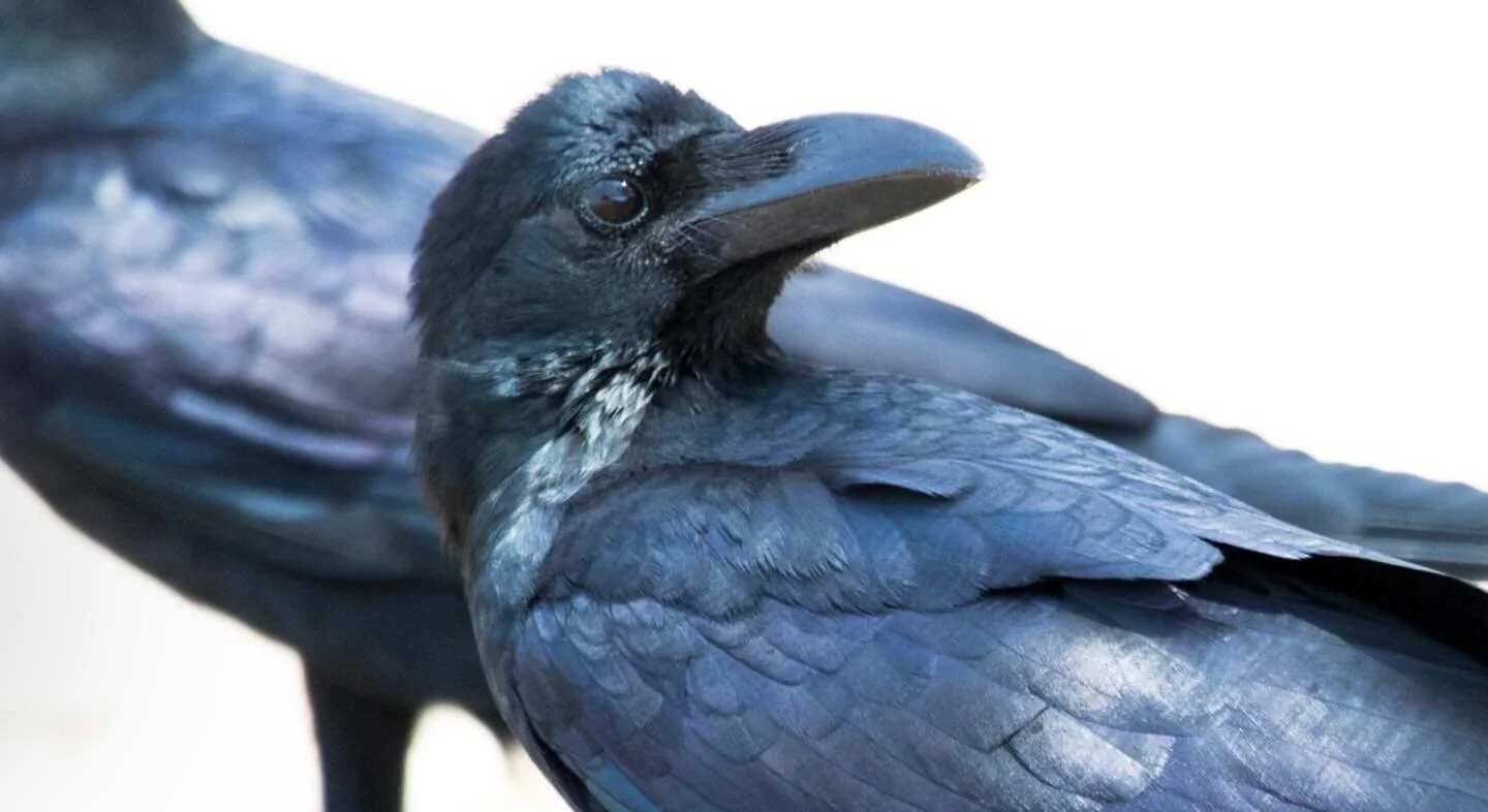diese wundervollen rabenv&ouml;gel schillern blau. 
.
.
.
.
#raben #raven #naturfotografie #ornithology #vogelbeobachtung #vogel #schwarzblau