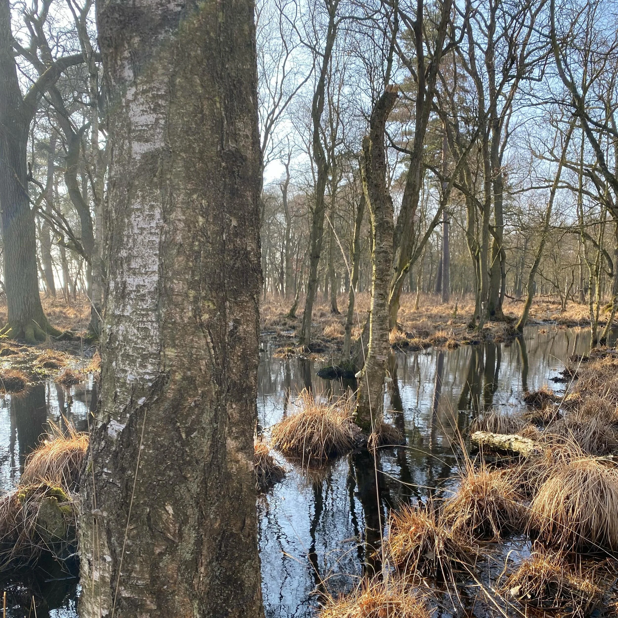 love it&hellip;
.
.
.
.
#moor #moorlandschaft #moorlandschaften #vorpommerscheboddenlandschaft #mecklenburg_vorpommern #mecklenburgvorpommern #fr&uuml;hlingserwachen #spring #bodden #nature #naturephotography