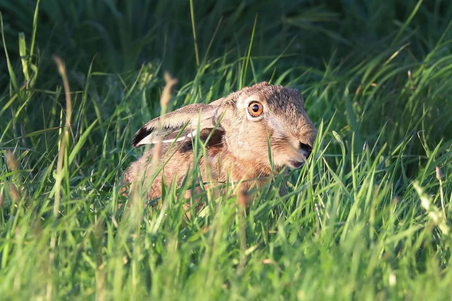 gut getarnt 
.
.
.
.
#feldhase #feldhasen #hase #mecklenburg_vorpommern