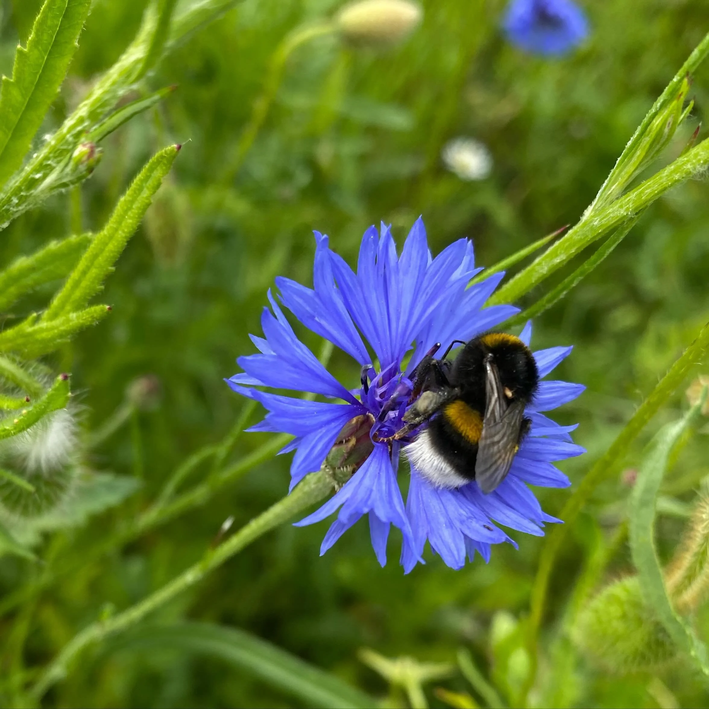 #diewildwiese #wildwiese #wiese #wildblumen #kornblume #mecklenburg_vorpommern #mecklenburgvorpommern #natur