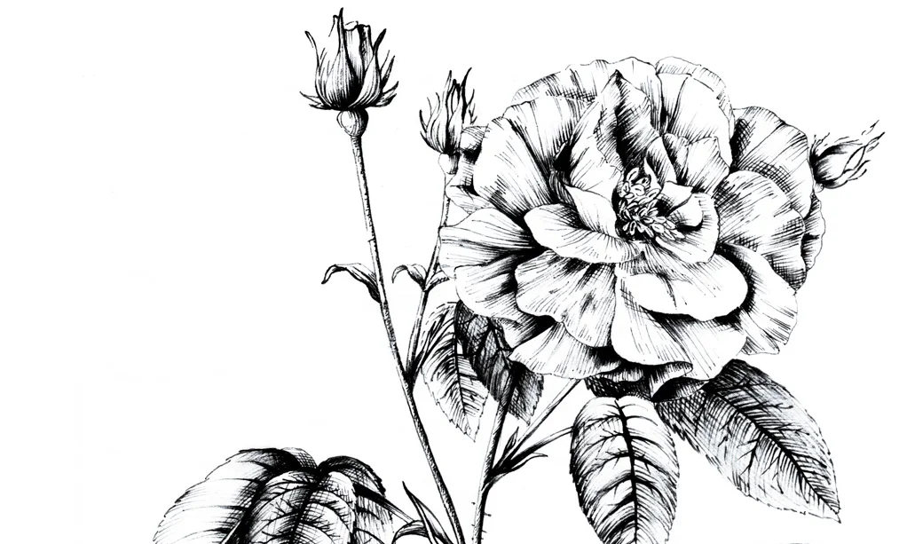 Indigena-packaging-branding-biologico-bio-drawing-rosa-1.jpg