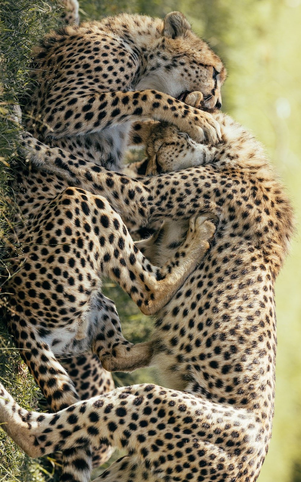 THE CHEETAH BROTHERS