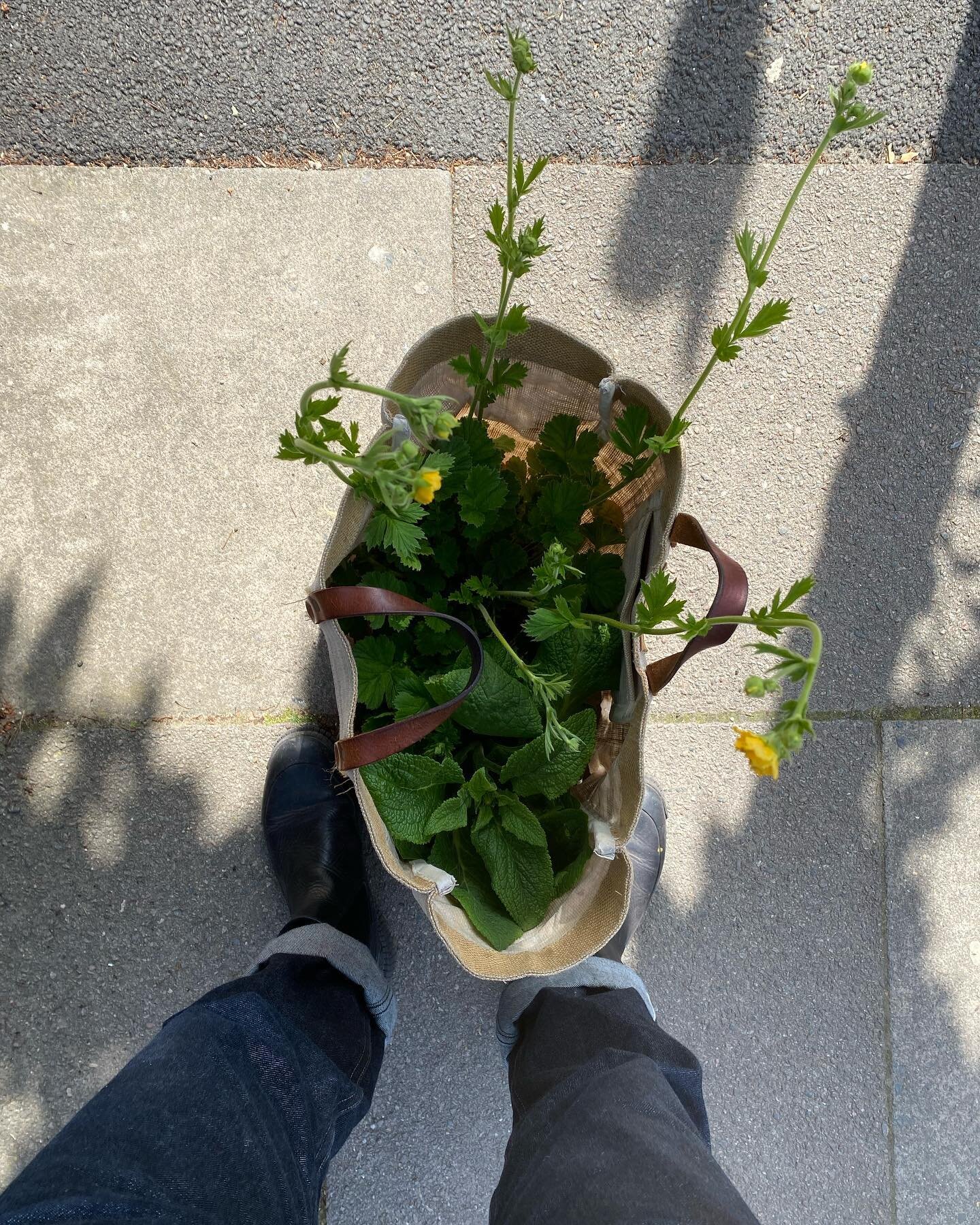 New plants, and an old sketchbook

#samwoodartist #londonartist #londonsketchbook #londongarden #sketchbook