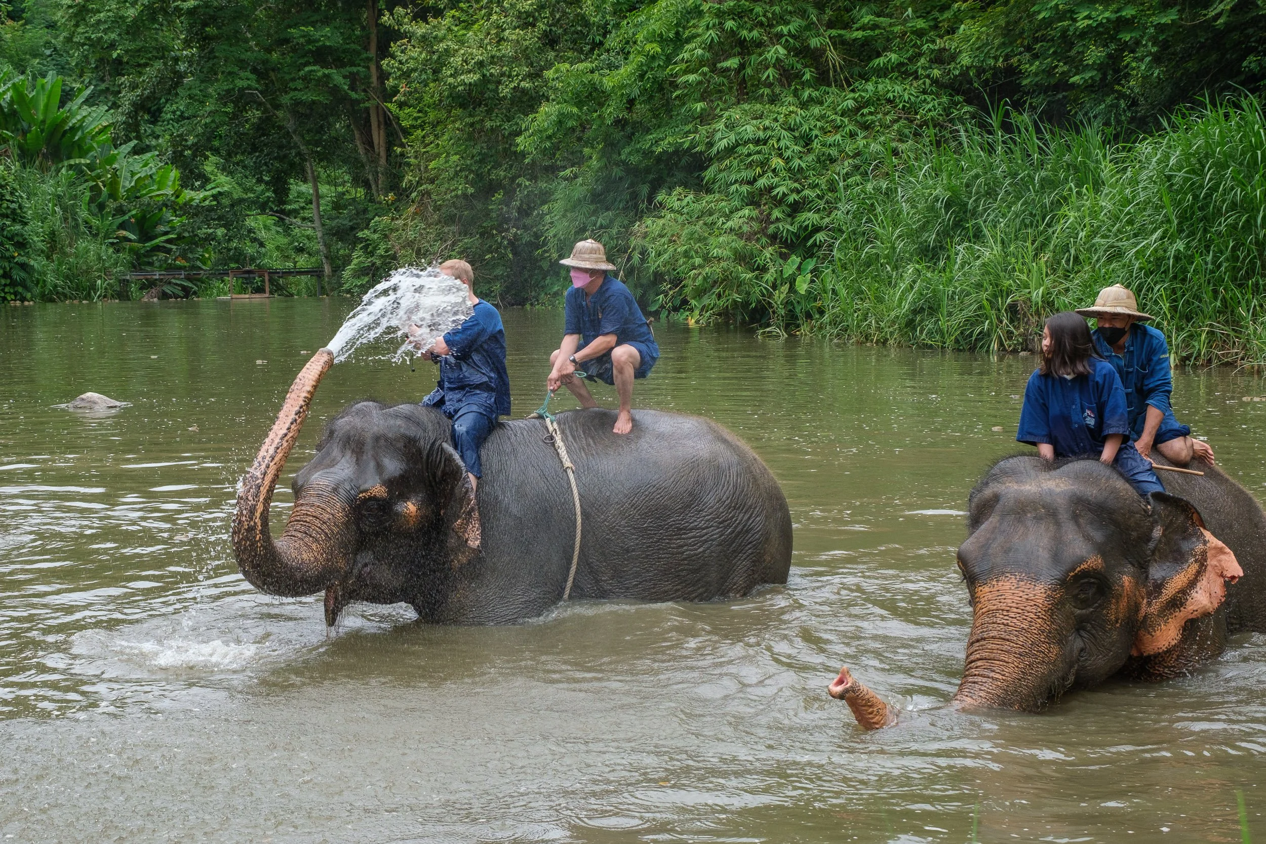 Elephants-25.jpg