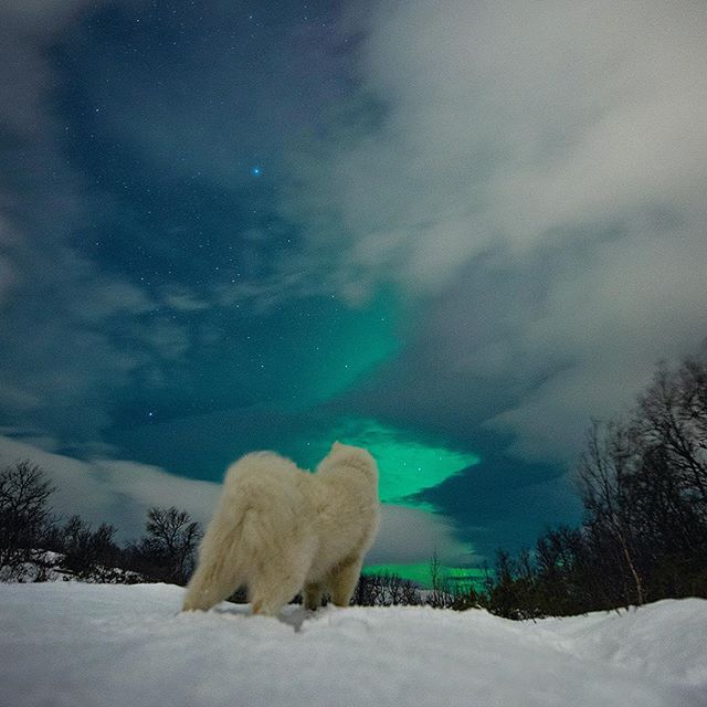 When the clouds open up and give you the green light!
📷 @emilsons!

#samojed #hikingdogsofinstagram #dog #outdoors #nature #lifestyle #norway #travel #mittnorge #explore #adventure #ilovenorway #north #nordic #scandinavia #mittfriluftsliv #samoyedso