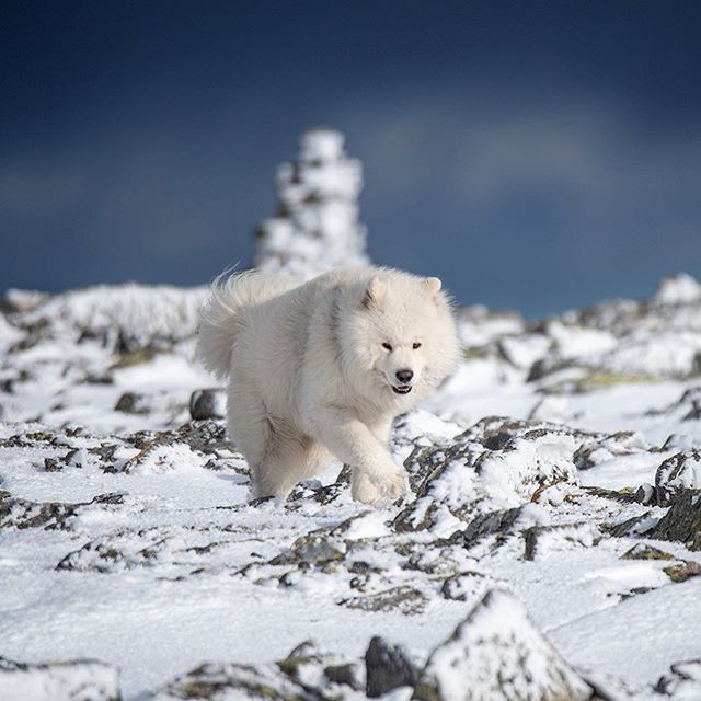 Crispy fresh snow at 1853 meters above the ocean!
📷 @emilsons!

#lifeofelton #mountain #traveling #visitnorway #ilovenorway #mittnorge #visitgeilo #pet #nikon #hallingskarvet #dogsofinstagram #WeeklyFluff #samoyed #autumn #dog #animal #firstsnow #hi