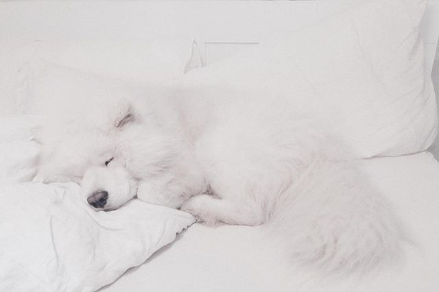 Sleepy!
📷 @emilsons!

#samojed #hikingdogsofinstagram #dog #outdoors #sleep #lifestyle #norway #travel #mittnorge #explore #adventure #ilovenorway #north #nordic #scandinavia #cosy #samoyedsofinstagram #animals #lifeofelton  #weeklyfluff #geilo #dog