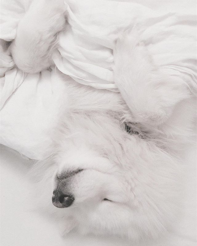 He&rsquo;s a sleeper!
📷 @emilsons!

#samojed #hikingdogsofinstagram #dog #outdoors #sleep #lifestyle #norway #travel #mittnorge #explore #adventure #ilovenorway #north #nordic #scandinavia #cosy #samoyedsofinstagram #animals #lifeofelton  #weeklyflu