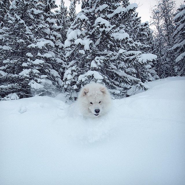 Powday!
📷 @emilsons!

#lifeofelton #mountain #traveling #visitnorway #ilovenorway #mittnorge #visitgeilo #pet #nikon #havsdalen #dogsofinstagram #WeeklyFluff #samoyed #winter #dog #animal #running #hikingdogsofinstagram #sendadogphoto #explore #geil