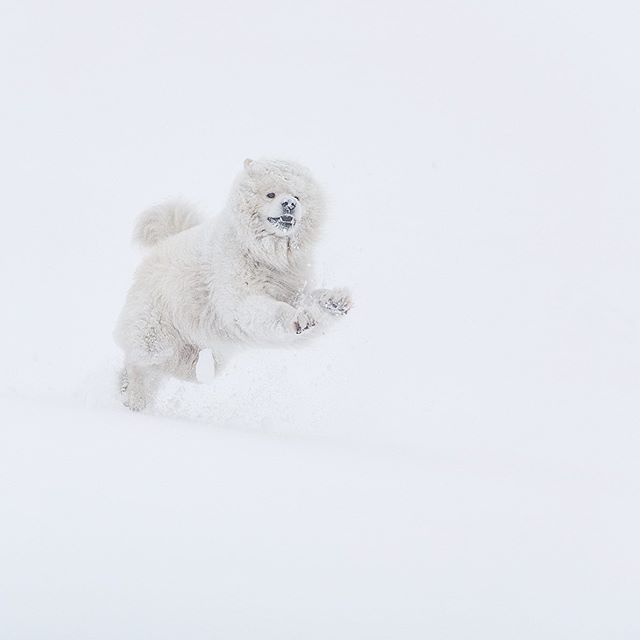 Winter came back to @strynsommerski today Elton is very happy! 📷 @emilsons!  #lifeofelton #mountain #stryn #visitnorway #ilovenorway #mittnorge #fnugg #pet #glacier #strynsommerski #dogsofinstagram #samojed #samoyed #nikon #dog #animal #hike #hiking