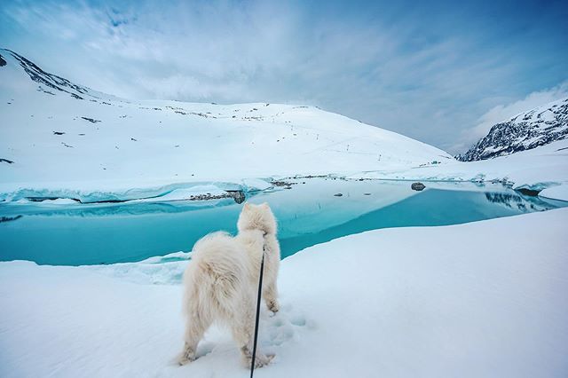 Morning walks @strynsommerski! 📷 @emilsons!  #lifeofelton #mountain #stryn #visitnorway #ilovenorway #mittnorge #fnugg #pet #glacier #strynsommerski #dogsofinstagram #samojed #samoyed #nikon #dog #animal #hike #hikingdogsofinstagram #sendadogphoto #