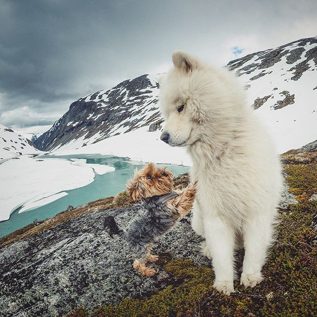 Morning walks with Theo @strynsommerski! 📷 @emilsons!  #lifeofelton #mountain #stryn #visitnorway #ilovenorway #mittnorge #terrier #pet #glacier #strynsommerski #dogsofinstagram #samojed #samoyed #nikon #dog #animal #hike #hikingdogsofinstagram #sen