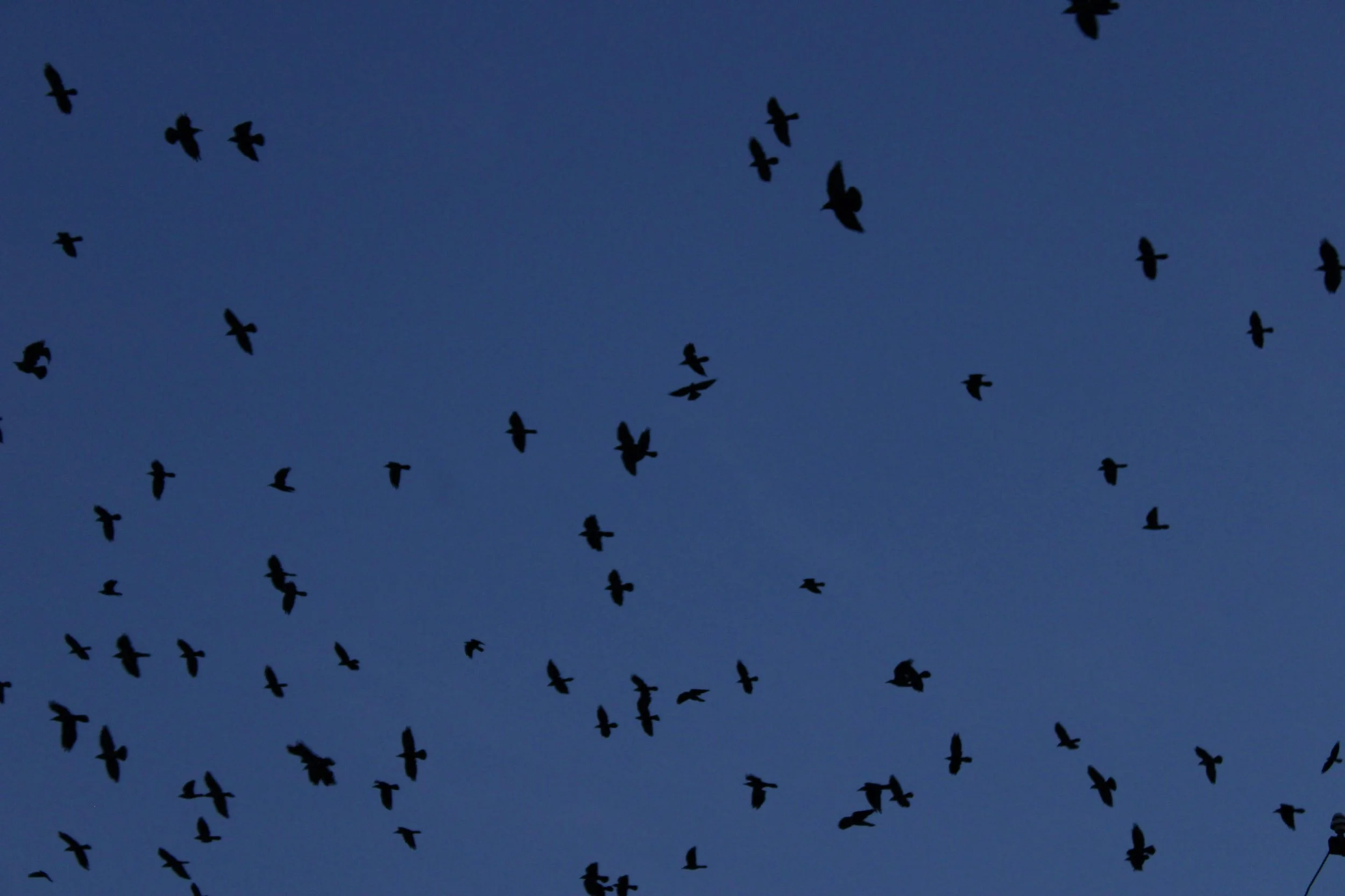 Crows and crowbars: they get you out