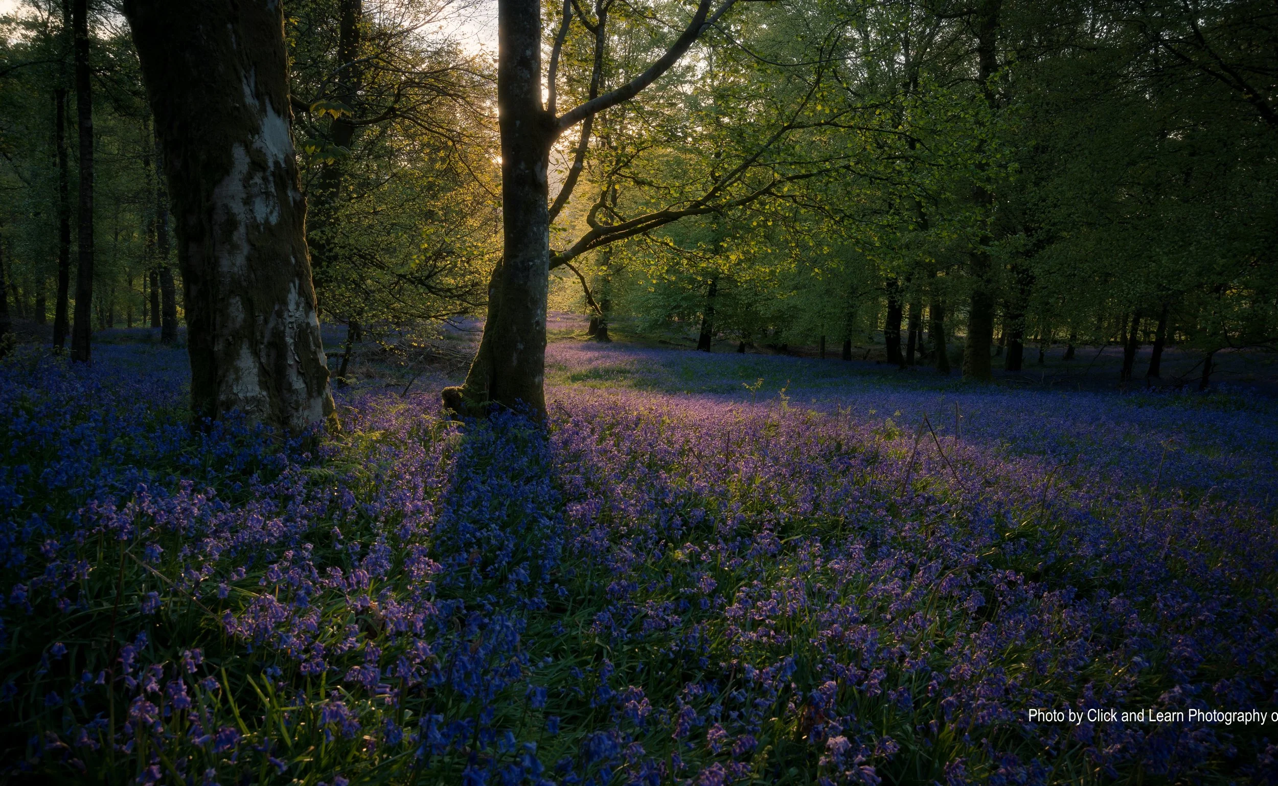 purple forest floor click-and-learn-photography-591316-unsplash.jpg