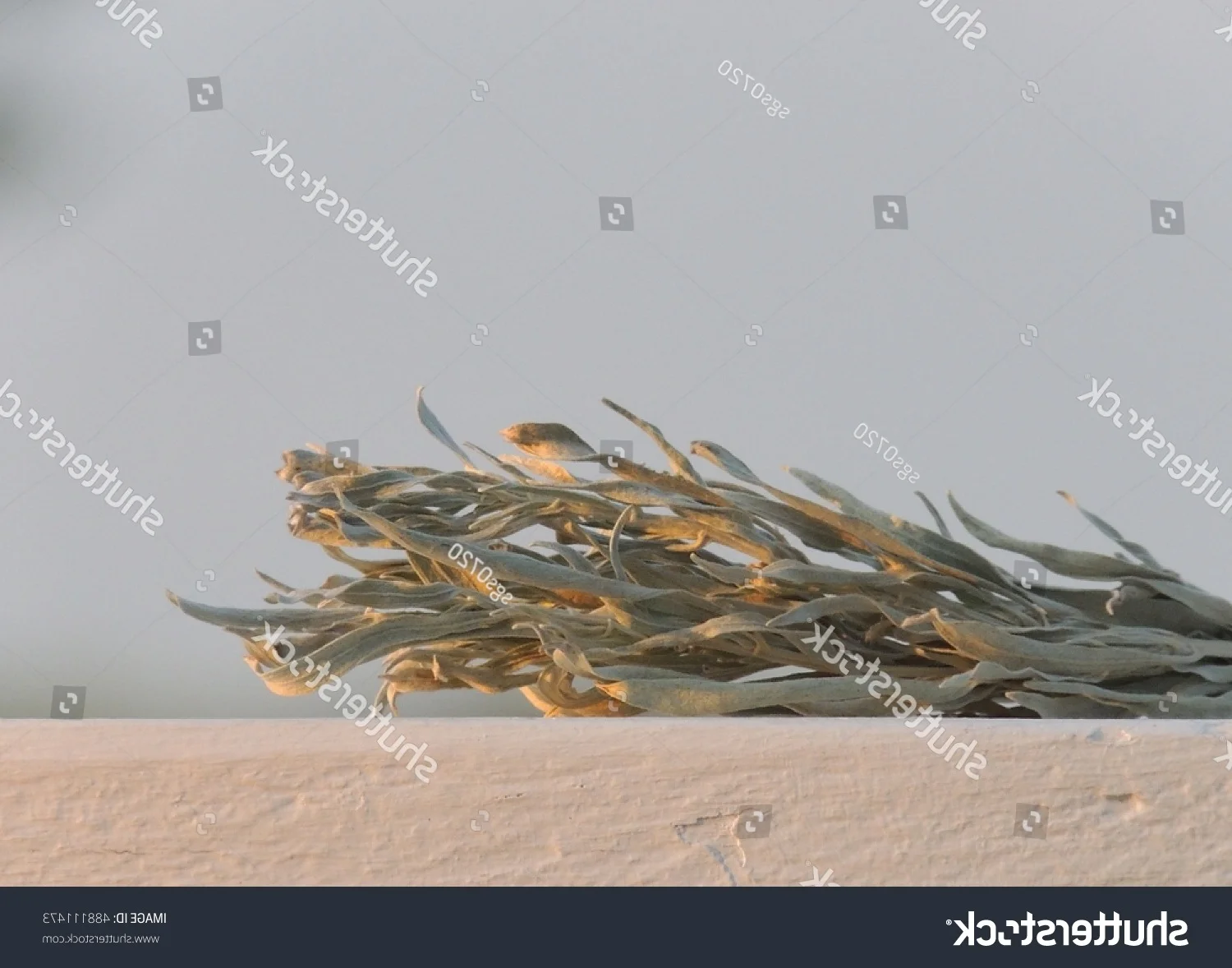 stock-photo-dried-clipping-of-sagebrush-from-north-dakota-prairie-catching-sunset-rays-488111473.jpg
