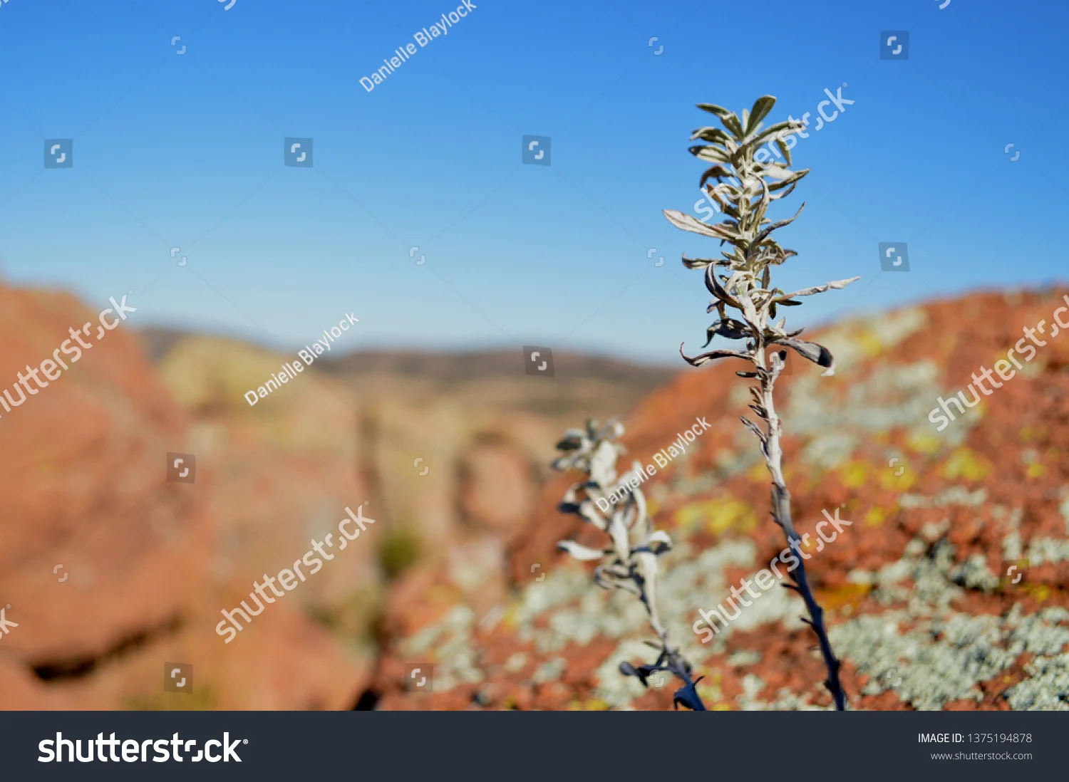 stock-photo-prairie-sage-in-the-mountains-1375194878.jpg