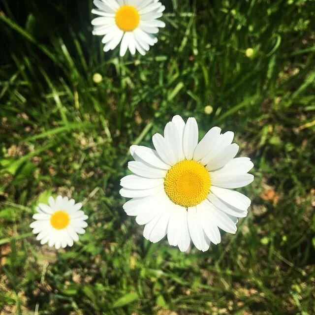 Wild daisies #photography  #nature #wisconsin