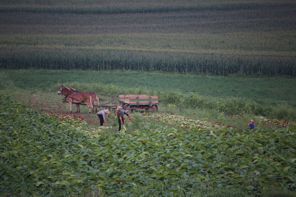 20180815-DD1A7856 copy.jpg
