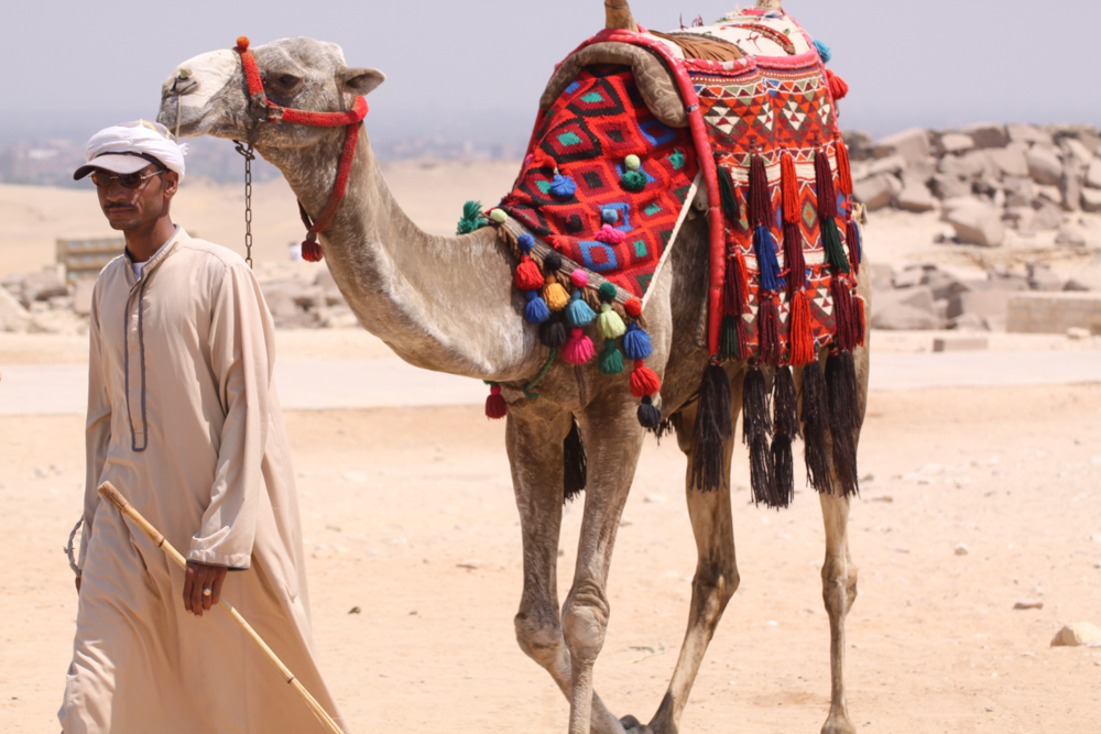 20110820-egybrightredcamel2 copy.jpg