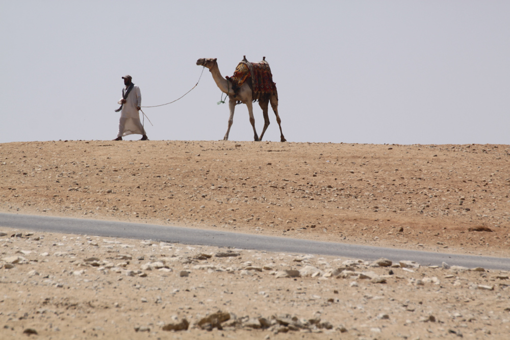 20110820-egycamelduderidgetop copy.jpg