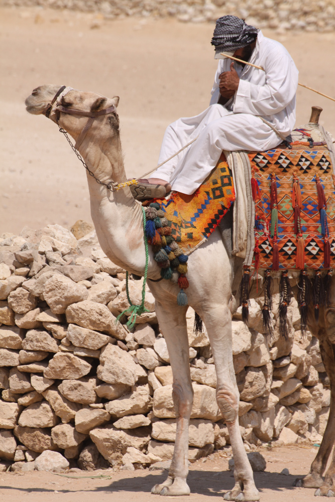 20110820-egytextingcameldude copy.jpg