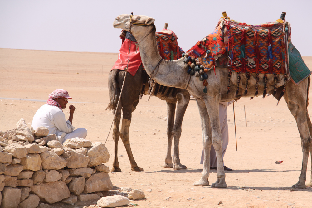 20110820-egytwocamelsrest.jpg