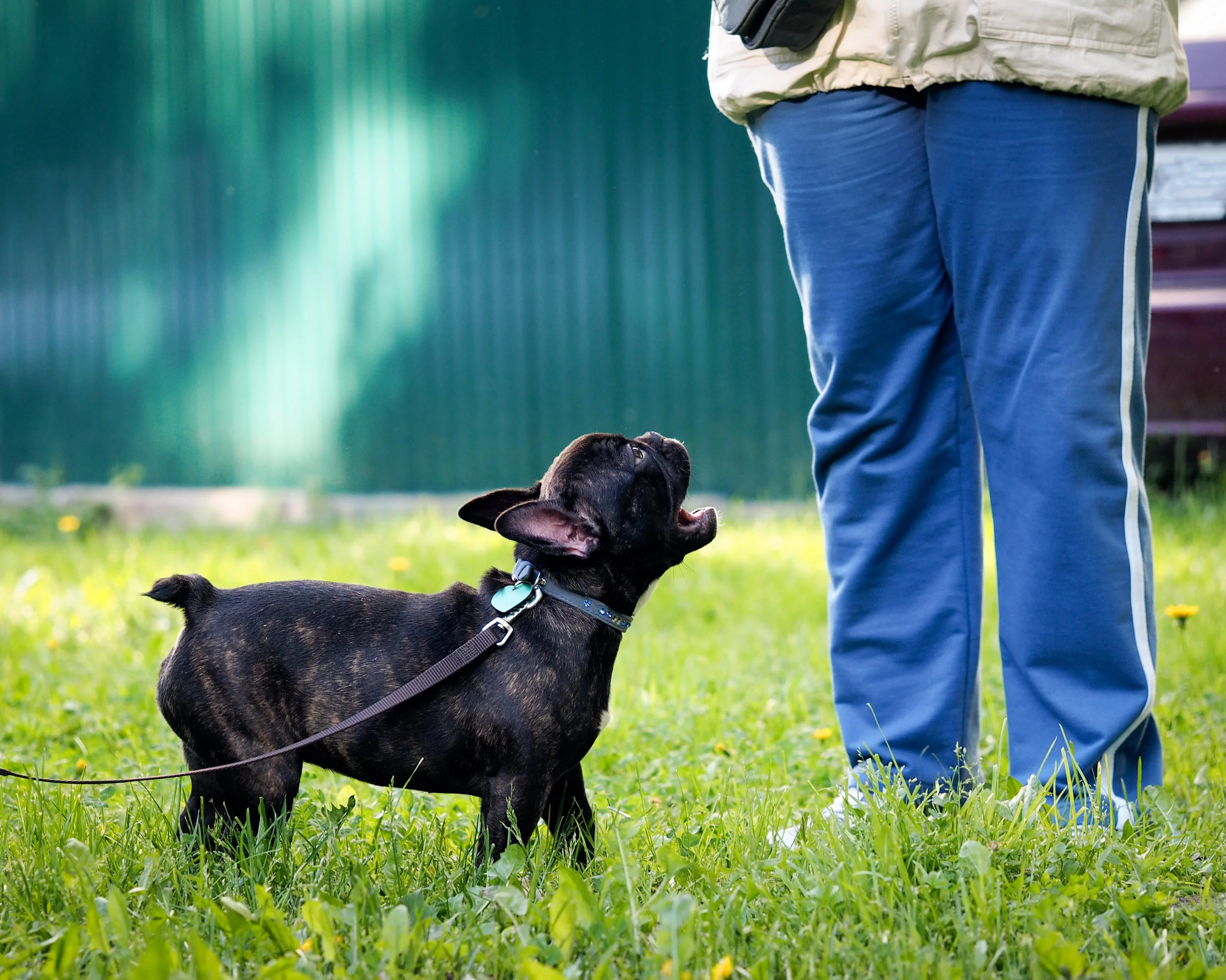 dog on grass.jpg