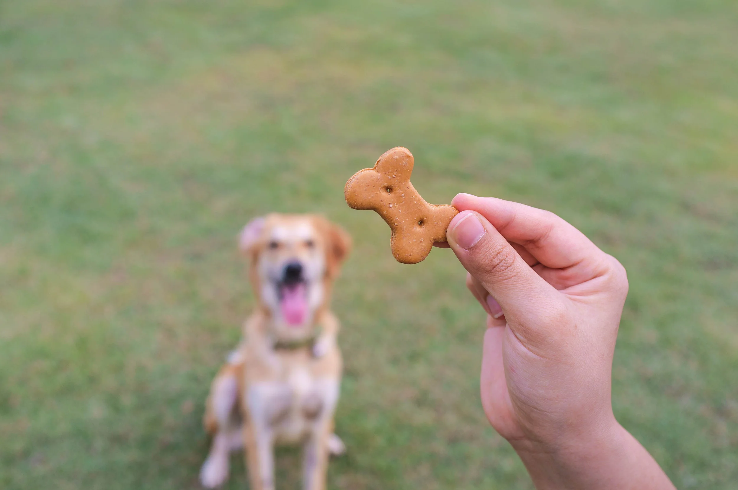 treat dog in background.jpg