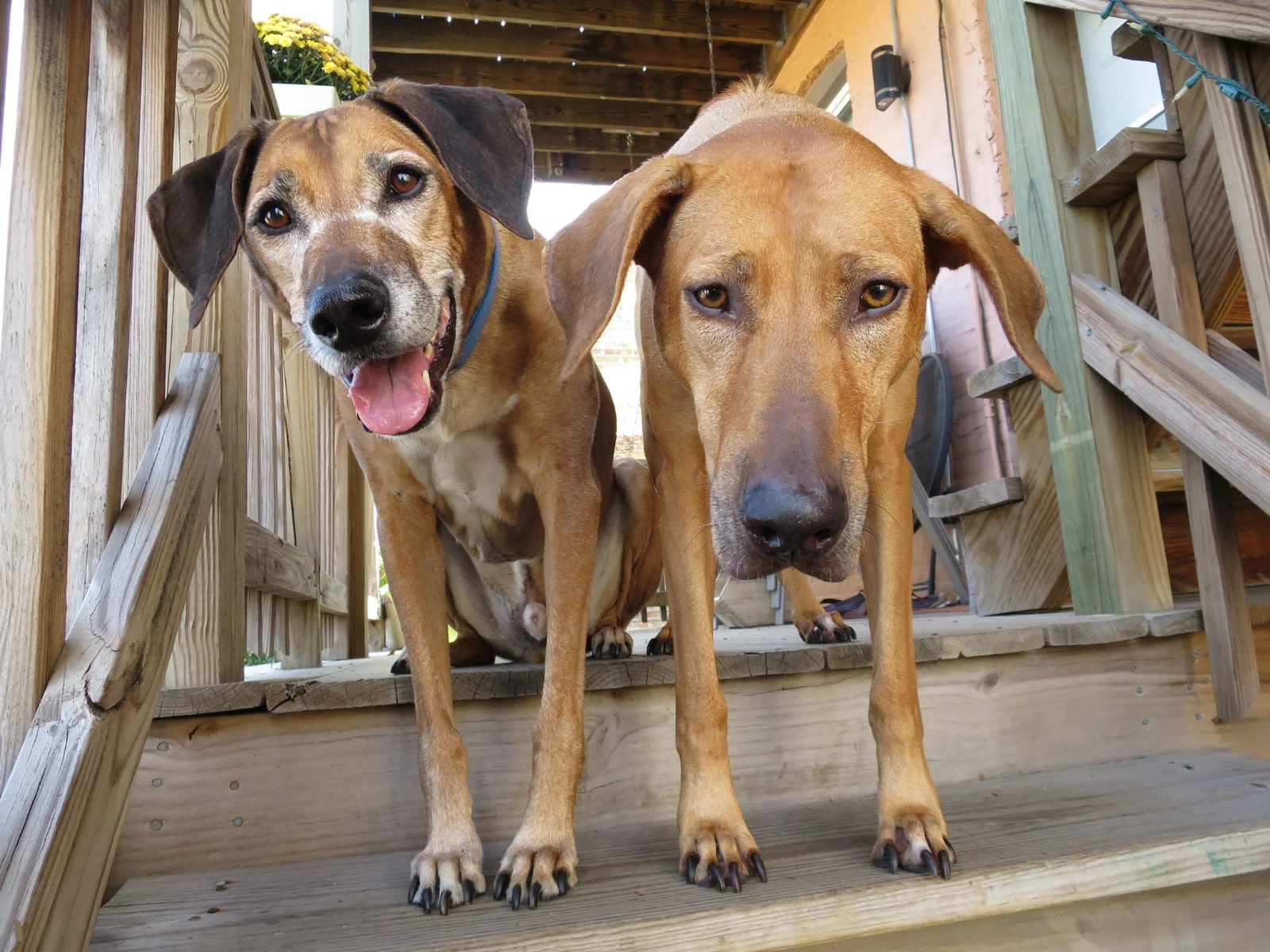 Bludger (11.5 yrs) and Tonks (7.5 years)